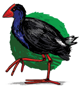 Pukeko Bird